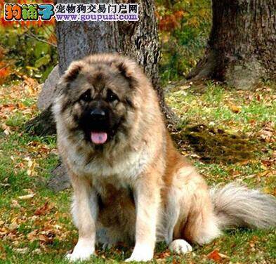 训狗四法 如何训练高加索犬学会以下的本领