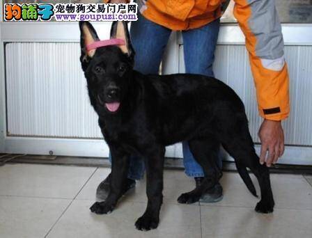 如何训练比利时牧羊犬 求解答