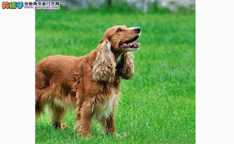 认识犬艾利希体症 让可卡犬远离病菌侵袭