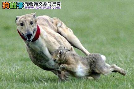 决定主人们是否能够饲养格力犬的三大条件