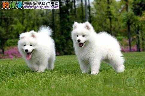 萨摩耶吃便便的原因以及改正的具体方法