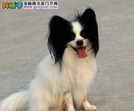 饲养宠物书籍之炎热夏季应怎样照顾蝴蝶犬