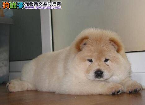 松狮犬的健康有问题常常会在哪些方面上会有表现
