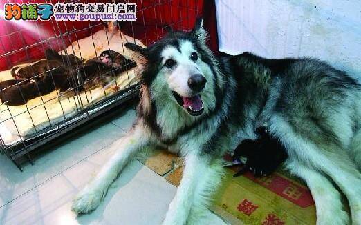 雪橇犬生下18只狗宝宝，主人对狗狗就像自己女儿一样