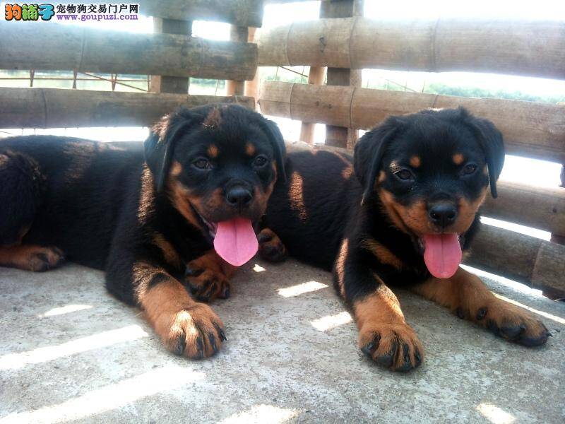 罗威纳犬最近总拉稀 求专家指点