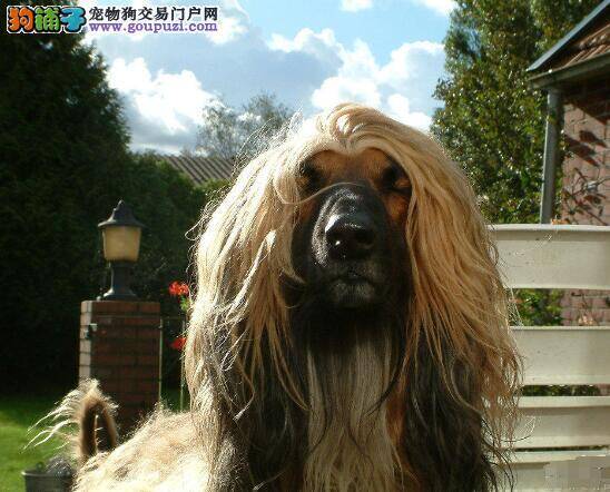 环境与健康 饲养阿富汗猎犬什么样的环境最适合