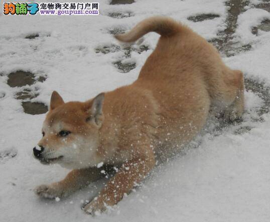 母犬下奶秘方 怎样增加柴犬母犬的乳汁分泌