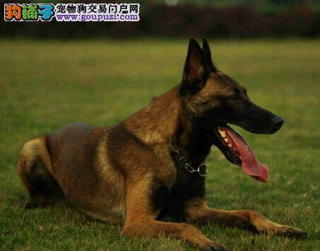 训练马犬三步骤 让马犬成才的基本方法与内容