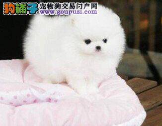 博美犬患上细小应如何医治