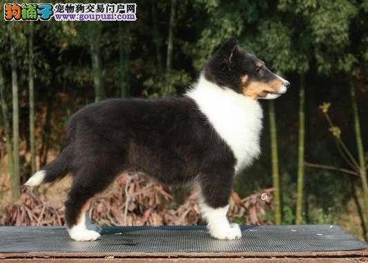 喜乐蒂犬患上犬瘟应如何医治