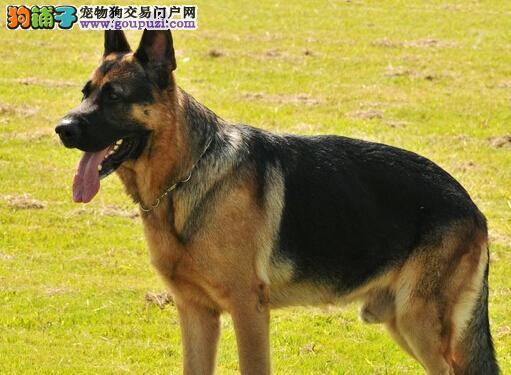 健调理秘籍 怎样治疗患上细小的德国牧羊犬