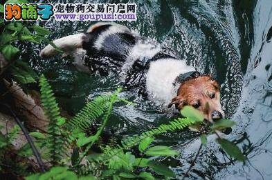 兽医站免费为丹阳社区宠物狗接种狂犬疫苗