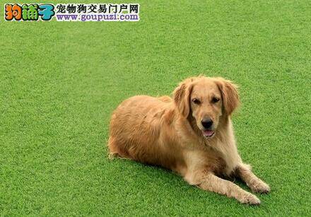 训练一本全 饲养金毛犬应知两大点