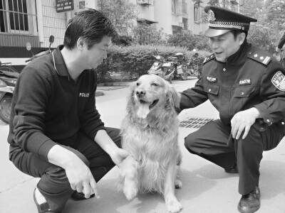 家养金毛犬能力超乎想象 多次帮助民警破案