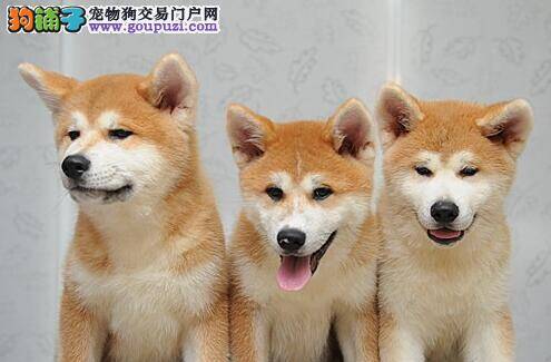 开启购买模式 如何选择身体健康秋田犬