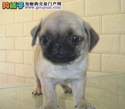 如何饲养两个月的巴哥犬，求方法