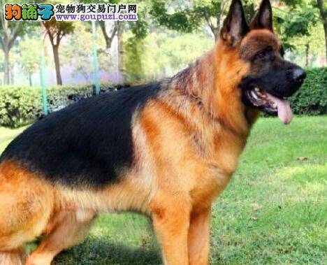 日常小常识 德国牧羊犬长期食用剩饭剩菜有哪些危害呢