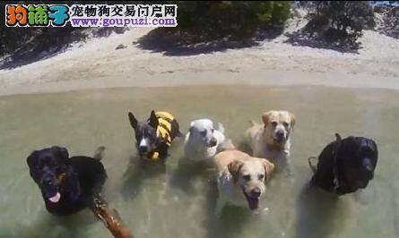 萌猫与狗狗在澳大利亚黄金海岸沙滩冲浪走红网络