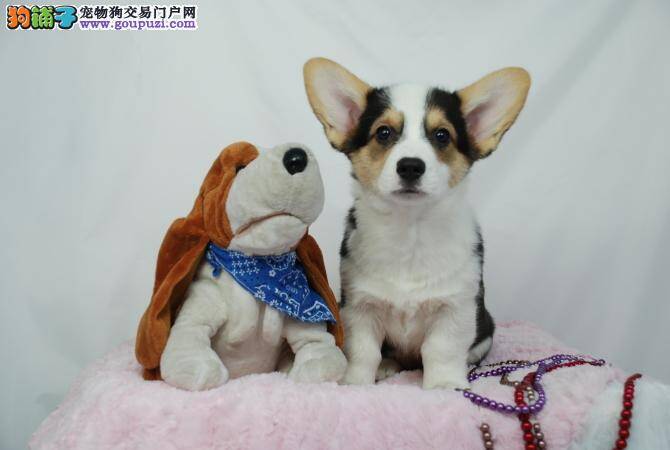 柯基犬身上出现蠕形螨虫应如何治愈