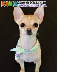 找对狗狗咳嗽的原因 对症下药治疗吉娃娃的疾病