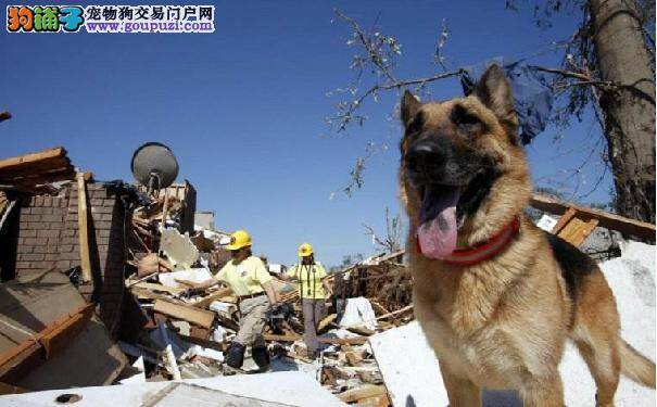 什么是搜救犬 搜救犬种类你知道几种