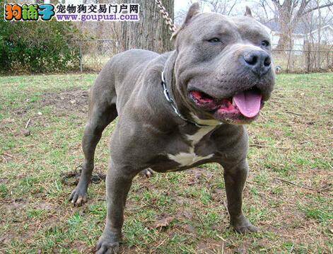 保持身心健康 教你如何把比特犬饲养的棒棒哒