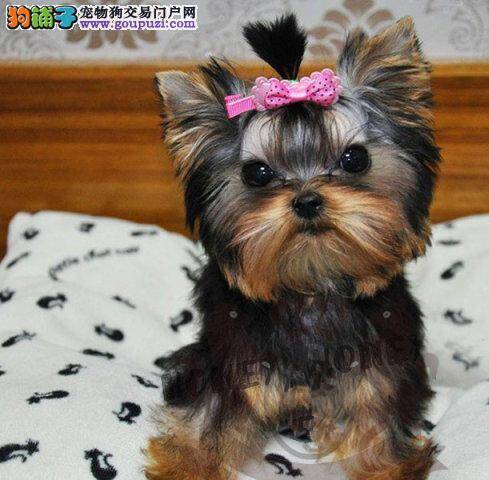 约克夏吃完骨头后不吃饭了怎么办