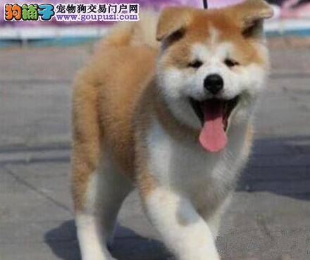 秋田犬饭后口吐黄水，没精神是怎么了