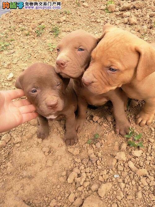 比特犬患上犬瘟热，有人知道治疗方法吗