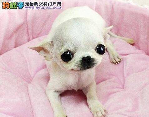 探讨新购买回家的吉娃娃容易生病的原因有哪些