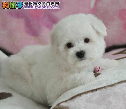 比熊犬最近没精神，爱睡觉是什么情况