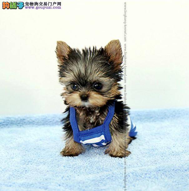 约克夏的皮肤病反复发作是什么情况