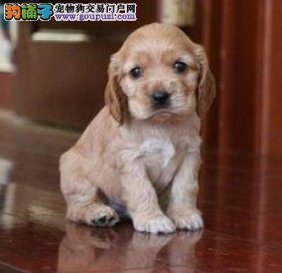 可卡犬的皮肤上出现很多的黑色小点是什么情况