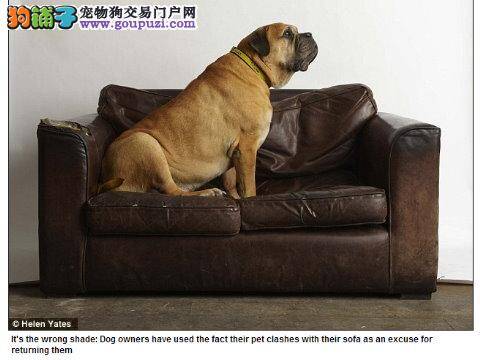 毛色与沙发颜色不搭宠物狗惨遭主人无情抛弃