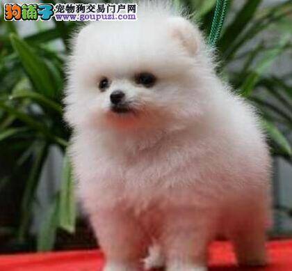 美容达人告诉你怎样给博美犬护理耳朵