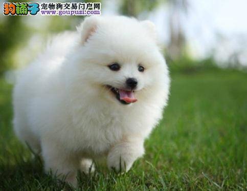 了解博美犬的生活习性及性格特点