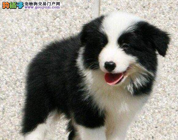 你知道挑选边境牧羊犬最应该注意哪些问题吗