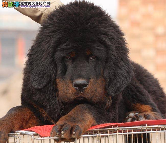 纯种藏獒犬怎么看