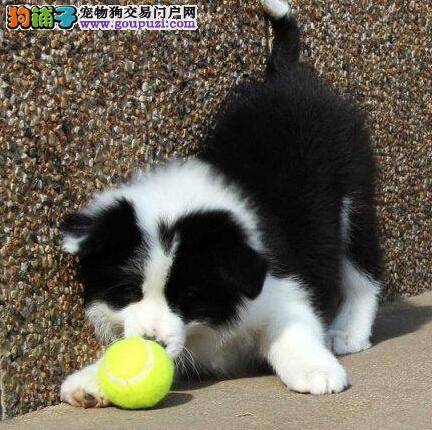 边境牧羊犬很凶老喜欢咬人怎么训练