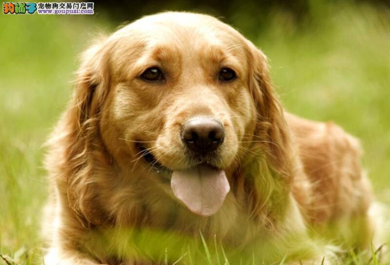 金毛犬老年痴呆症的症状