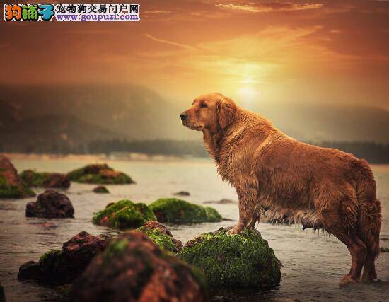 了解产科疾病 金毛犬子宫蓄脓的原因及治疗方法