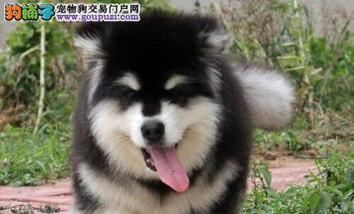 阿拉斯加犬突然口吐白色粘液 急急急