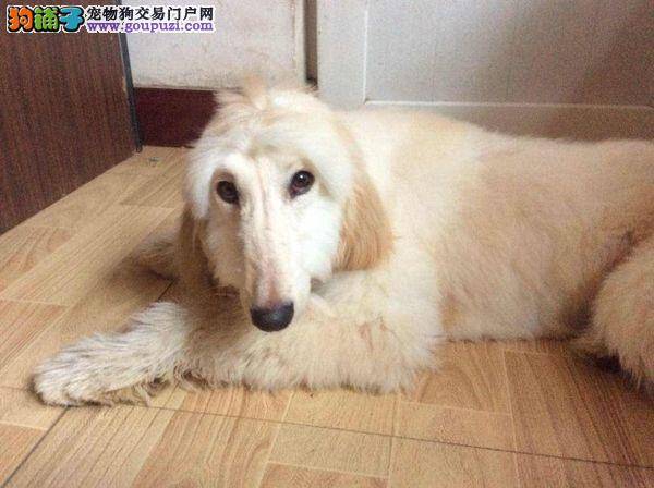 最近阿富汗猎犬眼睛发红是怎么了