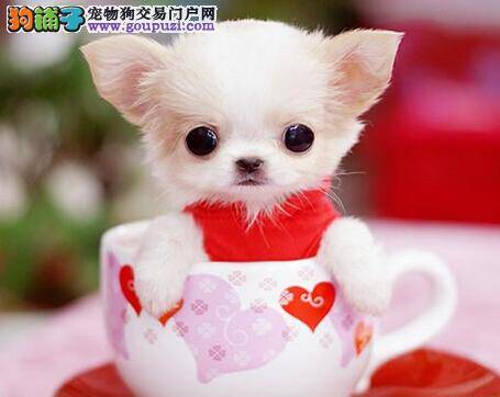 浅谈蔬菜的重要性 给茶杯犬吃蔬菜是必须的么