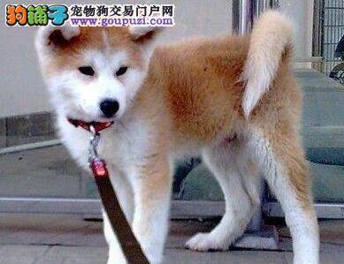 主人们怎样能挑选出容易训练的秋田犬