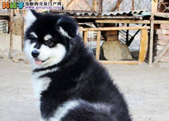 阿拉斯加犬最近变的严重挑食是什么原因