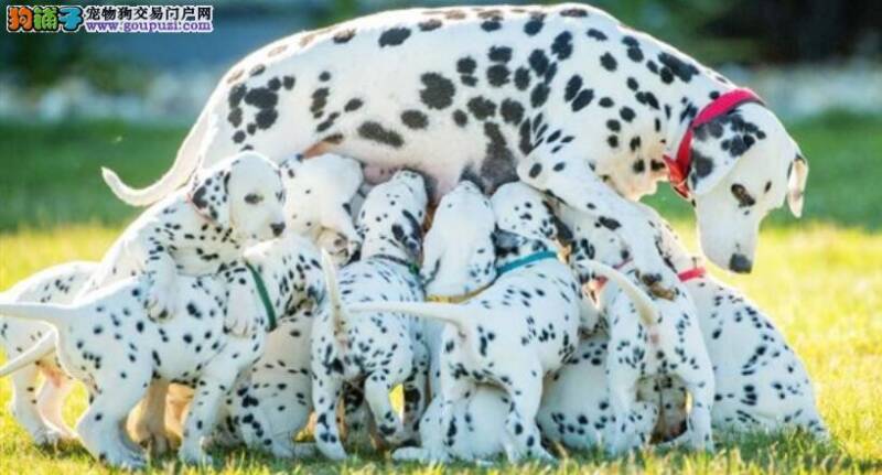 这一只斑点狗绝对是世界上生宝宝最多的纪录