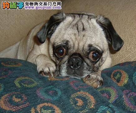 优秀宠物饲养全书 三个步骤照顾刚出生的巴哥犬