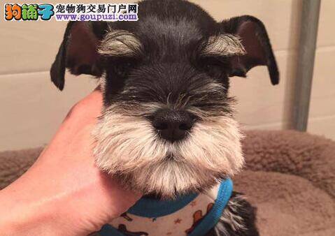 雪纳瑞的下眼皮长了一个脓包怎么办