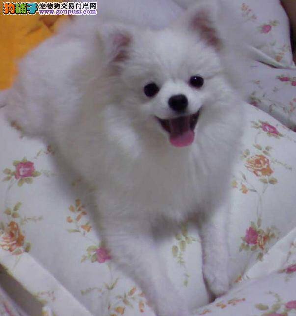 学会区别健康与患病的银狐犬很重要